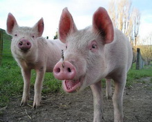 На Сумщині – ще три смерті свиней від АЧС